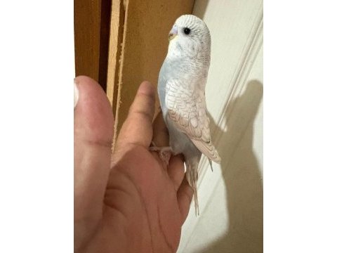 29 günlük kusursuz muhabbet kuşu bebek