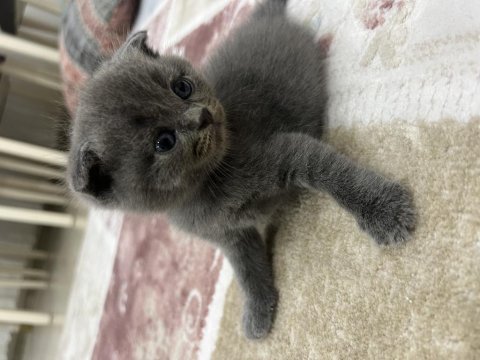 Scottish fold 3 aylık yavru kedimiz