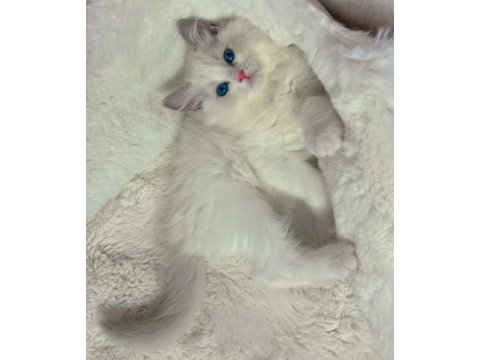 Anne altından safkan ragdoll yavru kediler