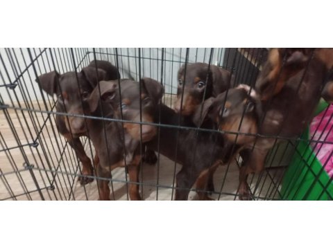 Kahverengi doberman köpeği