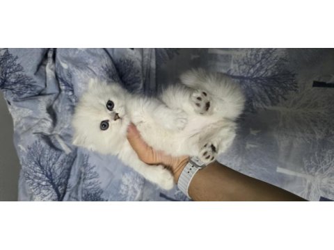 British longhair yavrular