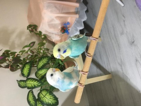 3 aylık dişi ve erkek muhabbet kuşu