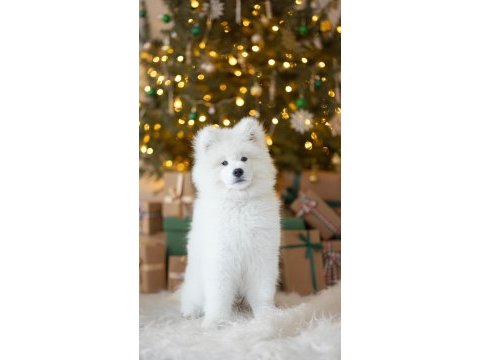 Kıf-fcı şecereli mükemmel kalite samoyed son 1 yavru