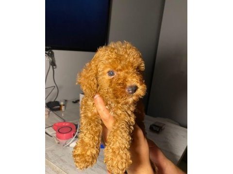 Kaliteli renklerde uygun poodle