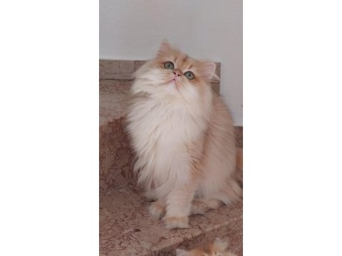Şecereli british longhair kediler sahiplendirilecek