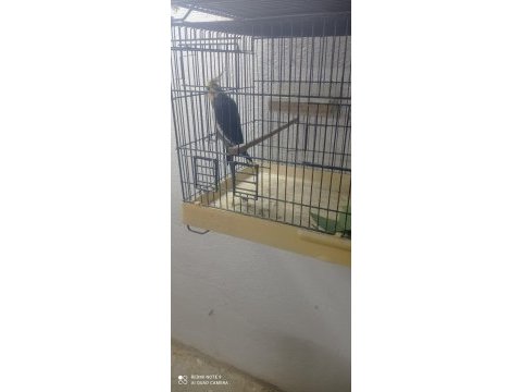 Eşe hazır erkek ve dişi sultan papağanı