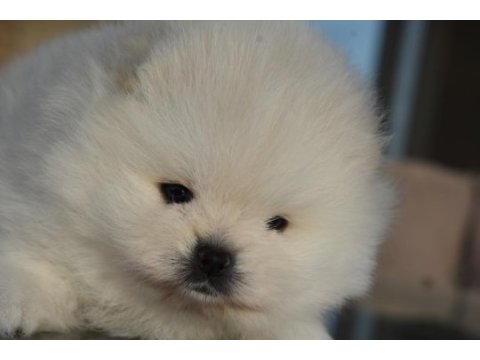 Safkan pomeranian boo