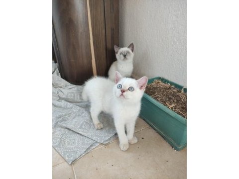 Safkan ayı surat kedimiz