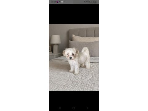 Orijinal terrier yavrular ırk sağlık garantili