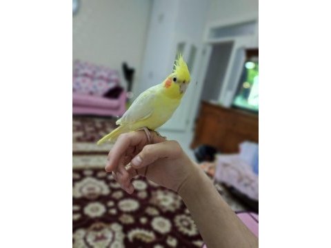 Lutino erkek sultan papağanı