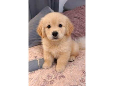 Bebek yüz golden retriever yavrular 2 aylık