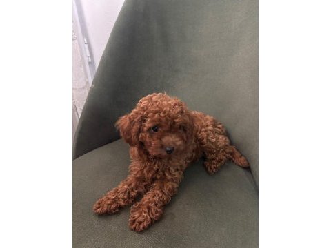 Minik kore poodle