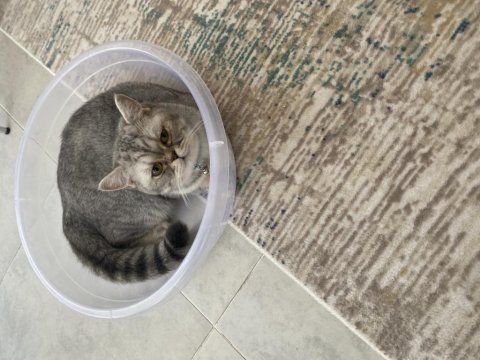 British shorthair kedim