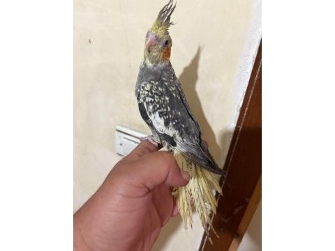 Tam 57 günlük full evcil kusursuz bebek sultan