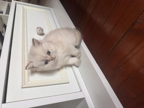 British shorthair kedisi