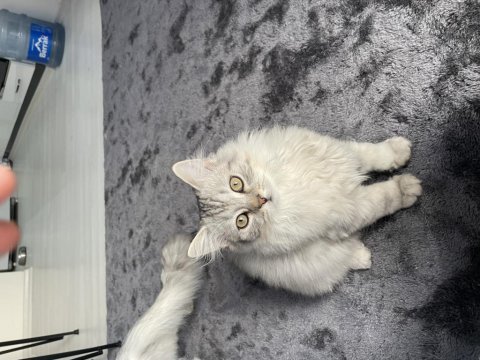 3 aylık british longhair yavrular