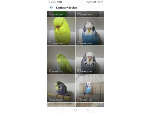 Show jumbo muhabbet kuşu yavrular