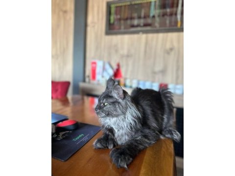 Orjinal saf kan full secereli parmak main coon