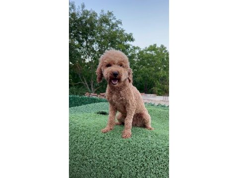 Dişi yetişkin poodle