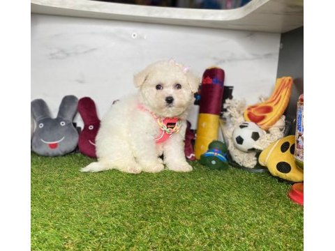 Maltese terrier yavrularımız dişi ve erkek