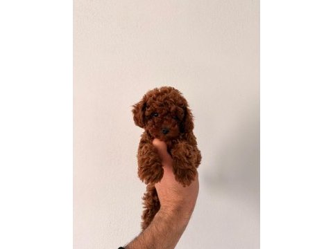 Toy poodle yavrular safkan ırk garantili