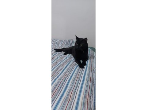 Acil! siyah bir pumaya (kedi) arkadaş olur musunuz?