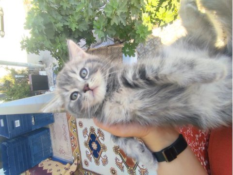 Canım british shorthair bebeklerim