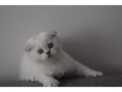 Secereli mavi gözlü scottish fold ve straight yavrular
