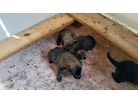 Belçika malinois yavrularımız sahiplendirilecek