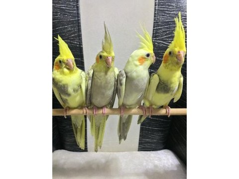 Yavru sultan papağanı bebeklerı evcil 1 aylık