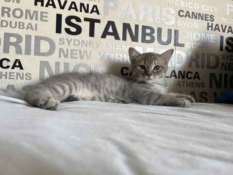 Kusursuz mizaçlı safkan ayı surat british yavruları