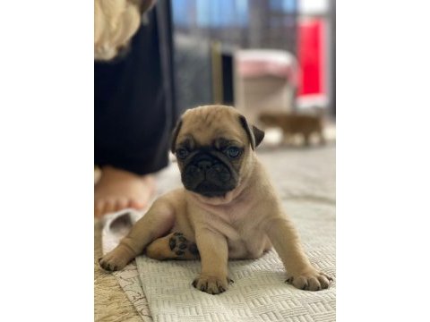Pug prensesimin güzel yavruları