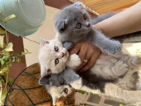 2 erkek ve 1 dişi kedimizi sahiplendirme