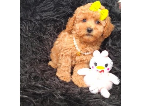 Core maltipoo bebekler