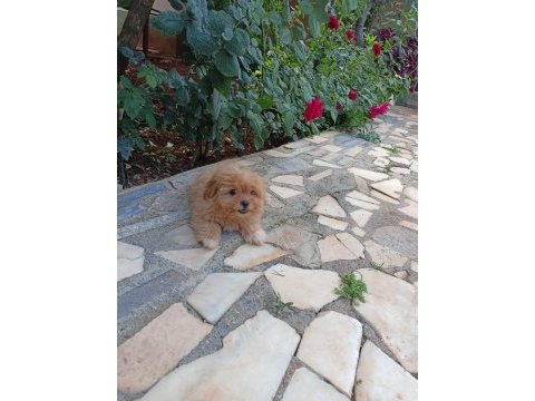 Maltipoo dişi 2.5 aylık