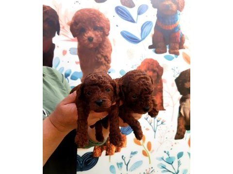 Toy poodle yavrularımız ruhsatlı çiftliğimizden