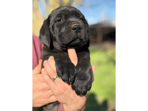 A şecereli cane corso yavrular kapıda ödeme mevcuttur