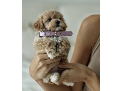 Micro boy teddy bear maltipoo