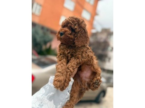 Red brown toy poodle bebekler