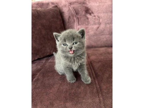 British shorthair yavrular