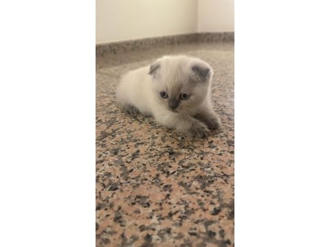 Blue point scottish fold yavrular