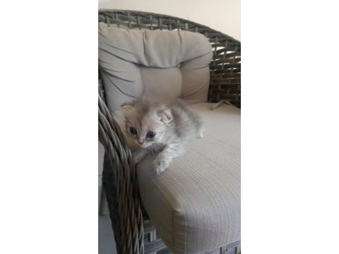 Yavru kedilerim sahiplendiriyorum mama karşılığında