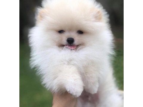 Pomeranian boo ayı surat
