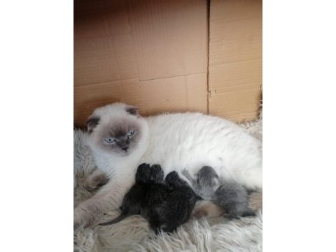 Scottish fold yavru antalya