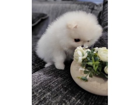 Kar beyazı erkek pomeranian
