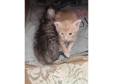 Acil yavru kedi sahiplendirilecek tekir