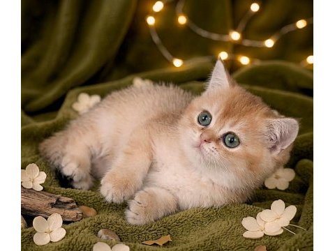 British shorthair golden yavrular