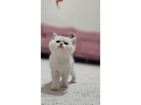 Safkan british shorthair silver blue mavi göz