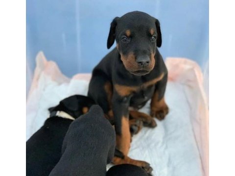Evrupa doberman iri boy yavrular