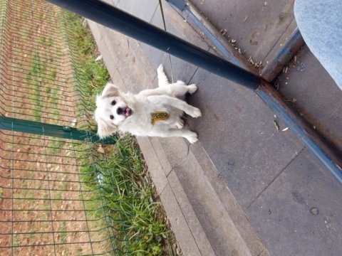 Maltese 6 aylık erkek